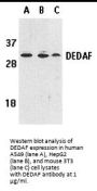 DEDAF Antibody