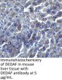 DEDAF Antibody