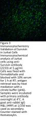 Survivin Antibody