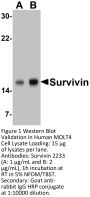 Survivin Antibody