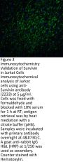 Survivin Antibody