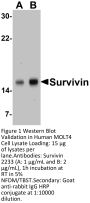 Survivin Antibody