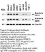 Survivin Antibody