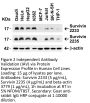 Survivin Antibody