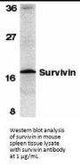 Survivin Antibody