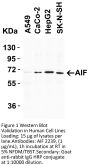 AIF Antibody