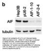 AIF Antibody