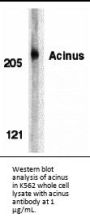 Acinus Antibody