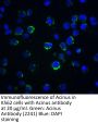 Acinus Antibody