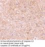 Caspase-13 Antibody