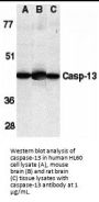 Caspase-13 Antibody