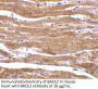BACE2 Antibody