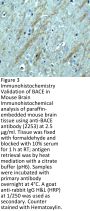 BACE Antibody