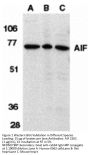 AIF Antibody