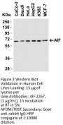 AIF Antibody