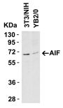 AIF Antibody