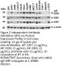 AIF Antibody