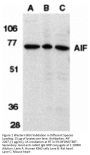 AIF Antibody