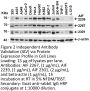 AIF Antibody