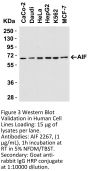 AIF Antibody