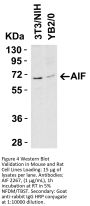 AIF Antibody