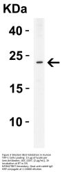 ASC Antibody