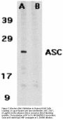 ASC Antibody