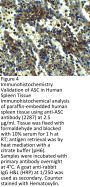 ASC Antibody