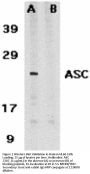 ASC Antibody