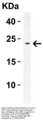 ASC Antibody
