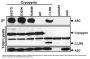 ASC Antibody
