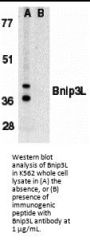 Bnip3L Antibody