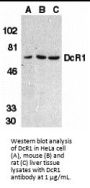 DcR1 Antibody