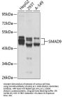 SMAD9 Antibody
