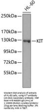 KIT Antibody