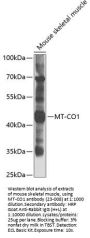 COX1 Antibody