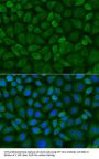 COX1 Antibody