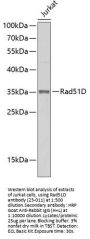 Rad51D Antibody