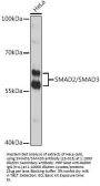 SMAD2/SMAD3 Antibody