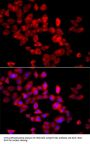 EIF4G1 Antibody