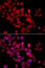 EIF4G1 Antibody