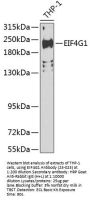 EIF4G1 Antibody