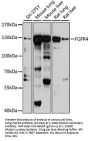 FGFR4 Antibody