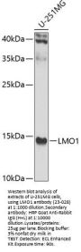 LMO1 Antibody