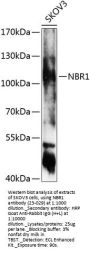 NBR1 Antibody