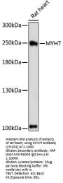 MYH7 Antibody