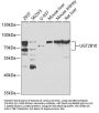 UGT2B10 Antibody