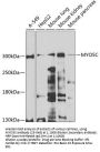 MYO5C Antibody