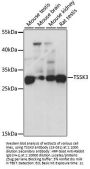 TSSK3 Antibody
