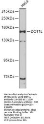 DOT1L Antibody